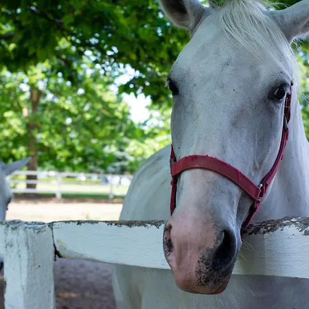 Ξενοδοχείο Majur 4*
